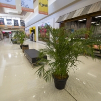 Plantability Indoor Plant Hire Top Interior Shopping Centre Parkhurst